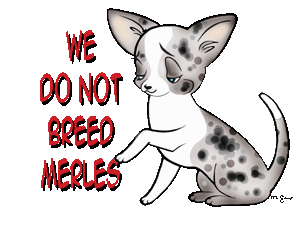 We Do Not Breed Merles Chihuahua